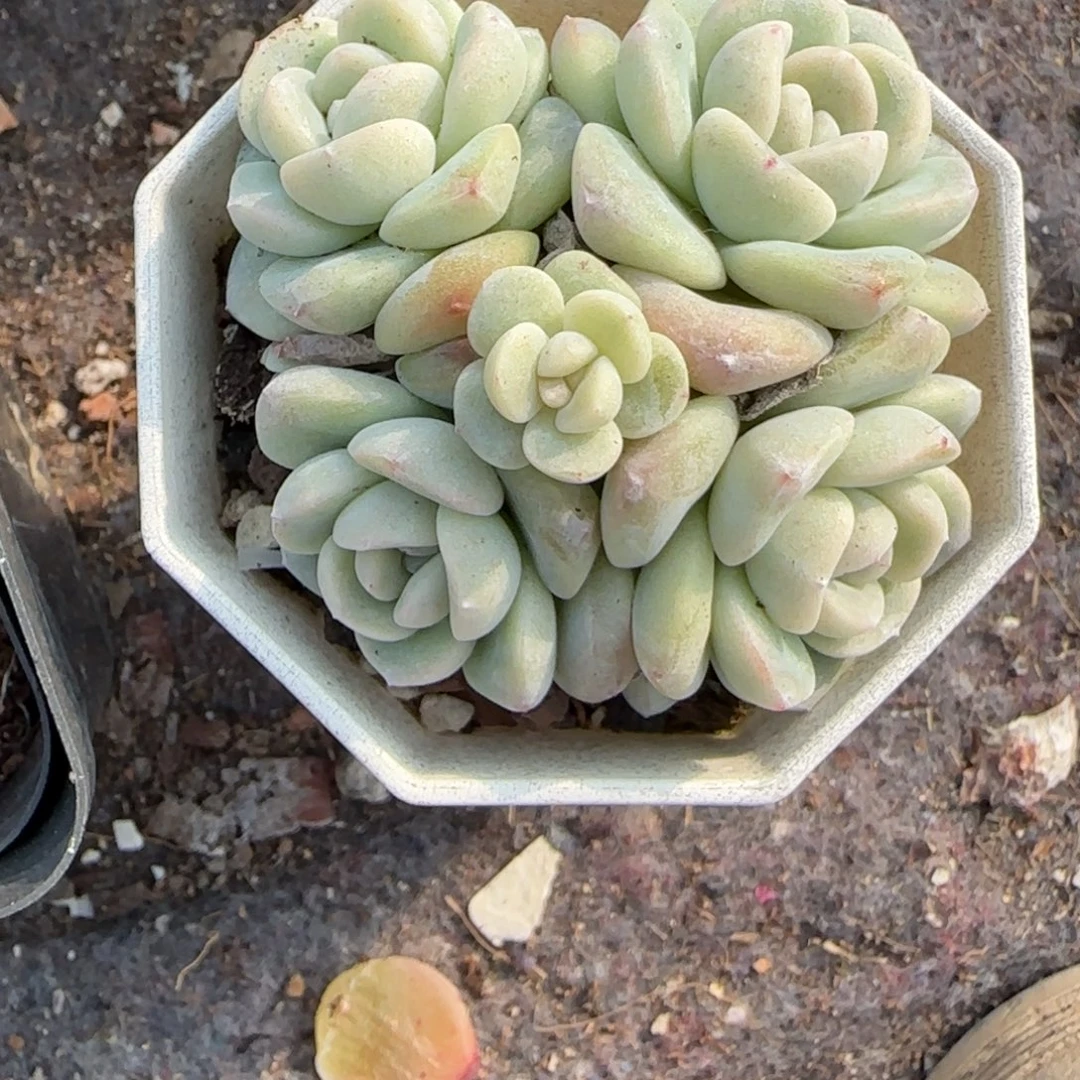 小卡拉米糖心一物一拍