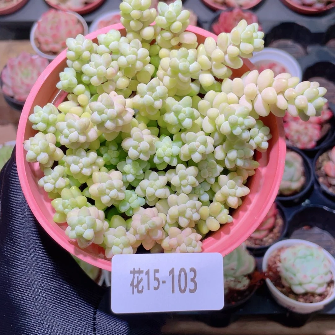 花利美15-103玉坠