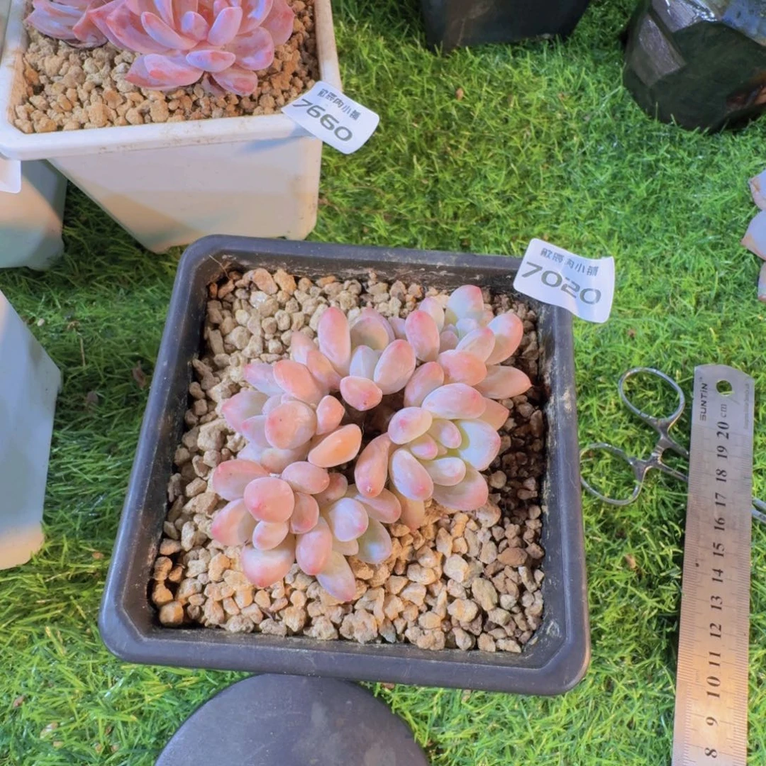 多肉植物香水小老桩7020