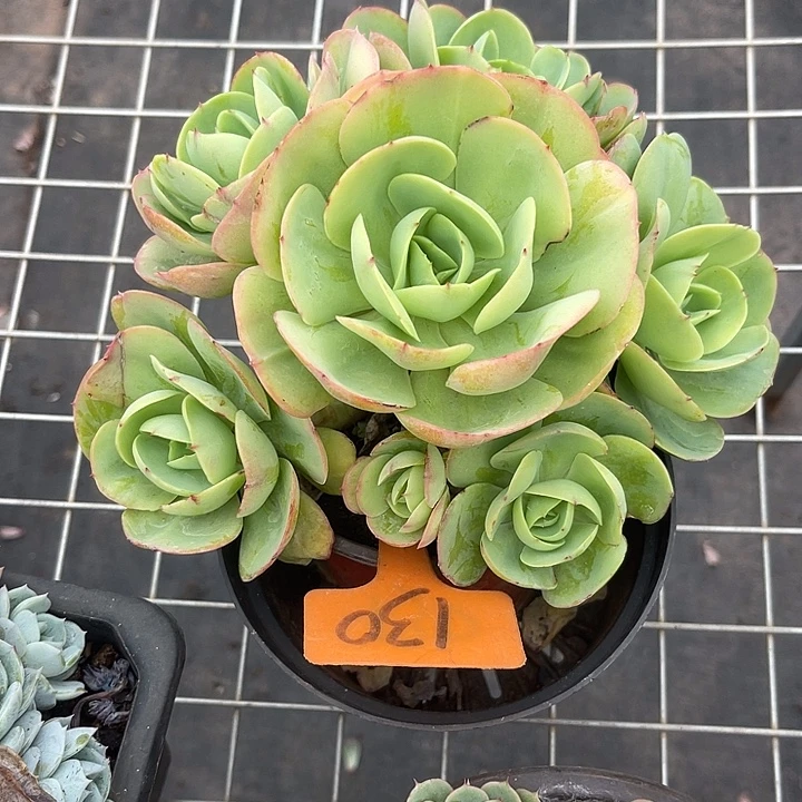 两单包邮，一物一拍碧桃130