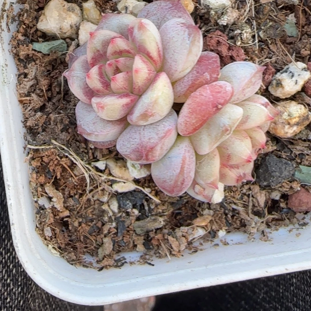 小卡拉米糖心一物一拍