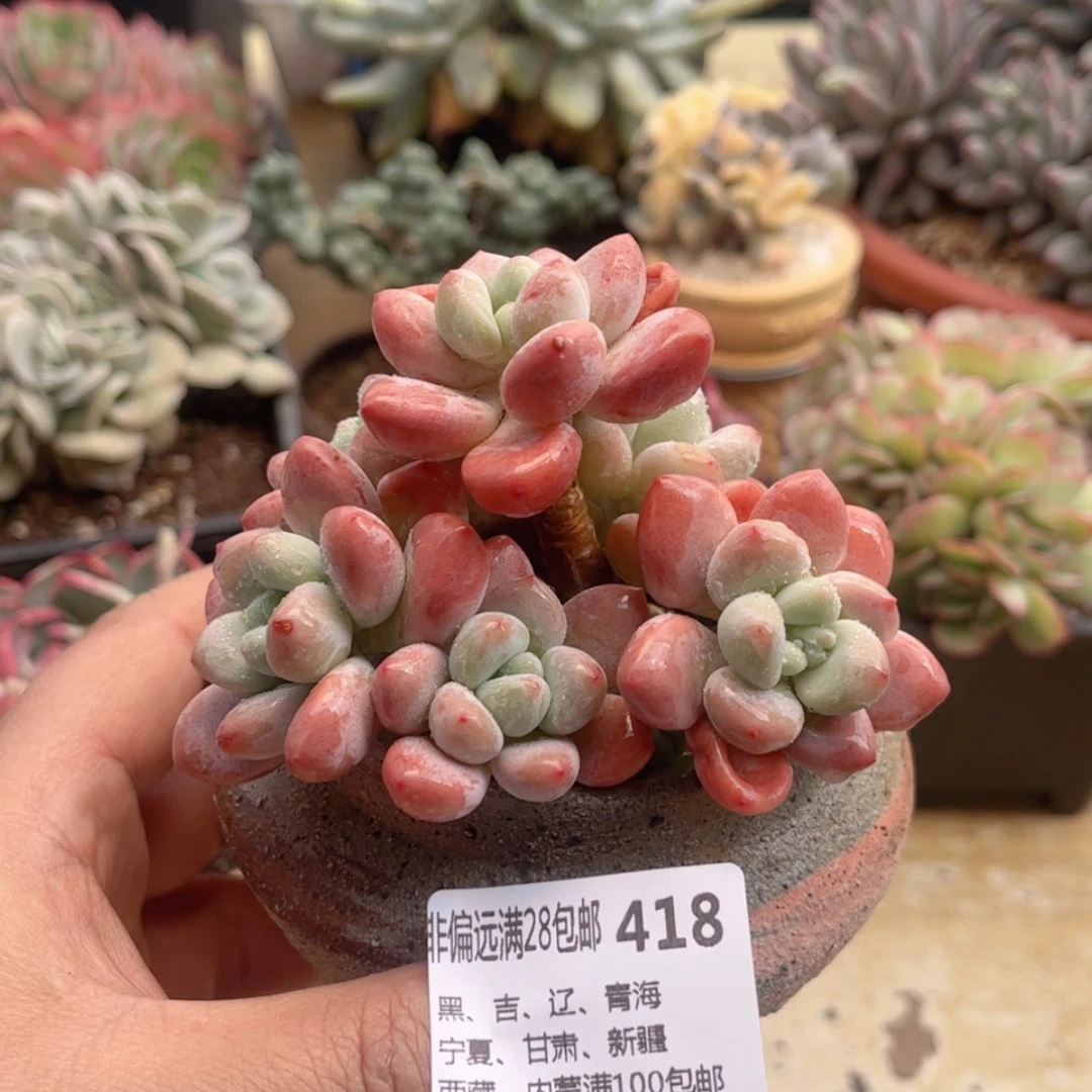 【闪购商品】418红洛神多肉