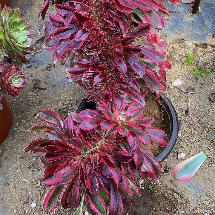 多肉香奈儿缀464多肉