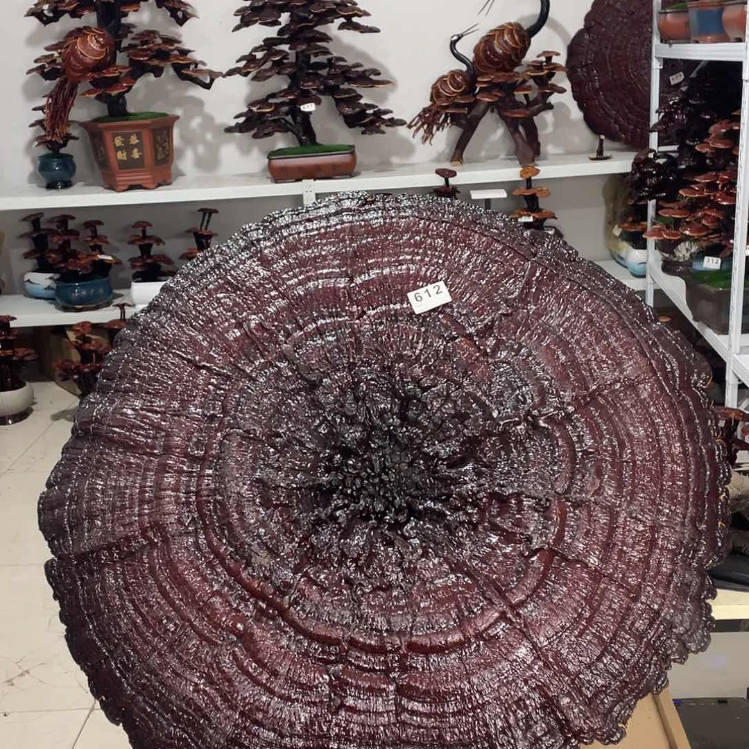 全部花朵888888888888