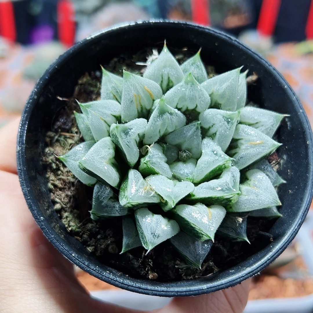 十二卷多肉爱心寿