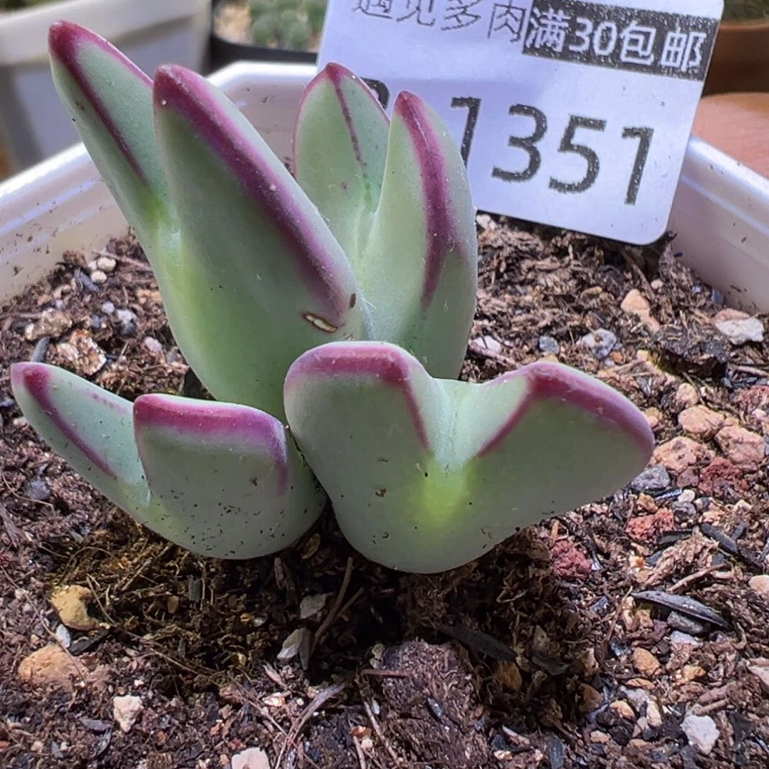 多肉植物11111111111