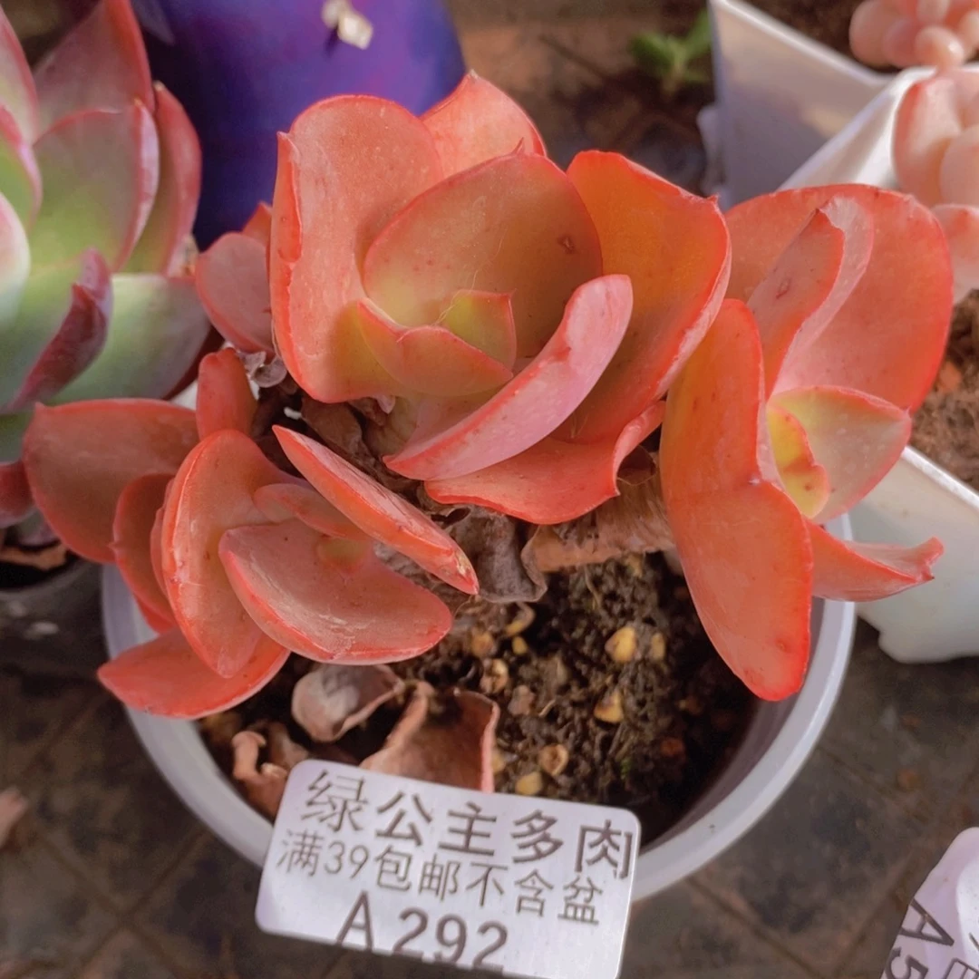 秀妍老桩7cm292多肉植物