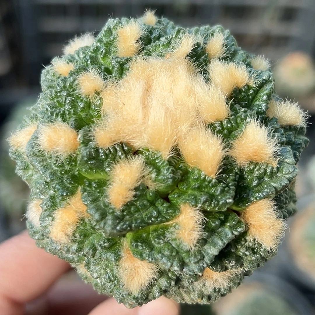 无花朵福利金毛颗粒龟甲牡丹511