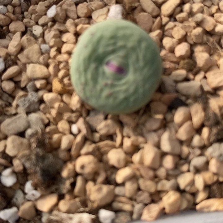 1338紫体大嘴一颗。