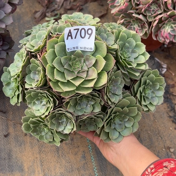 万圣节多肉植物709.