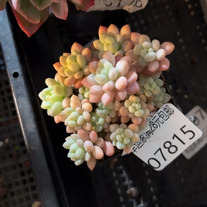 幸运的人会遇到你的人和你