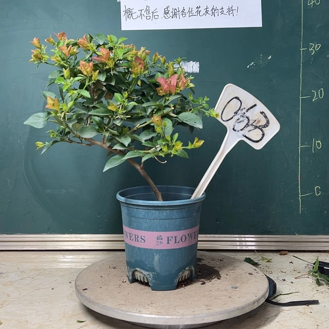 完全开放   卡亚塔  弯杆 063