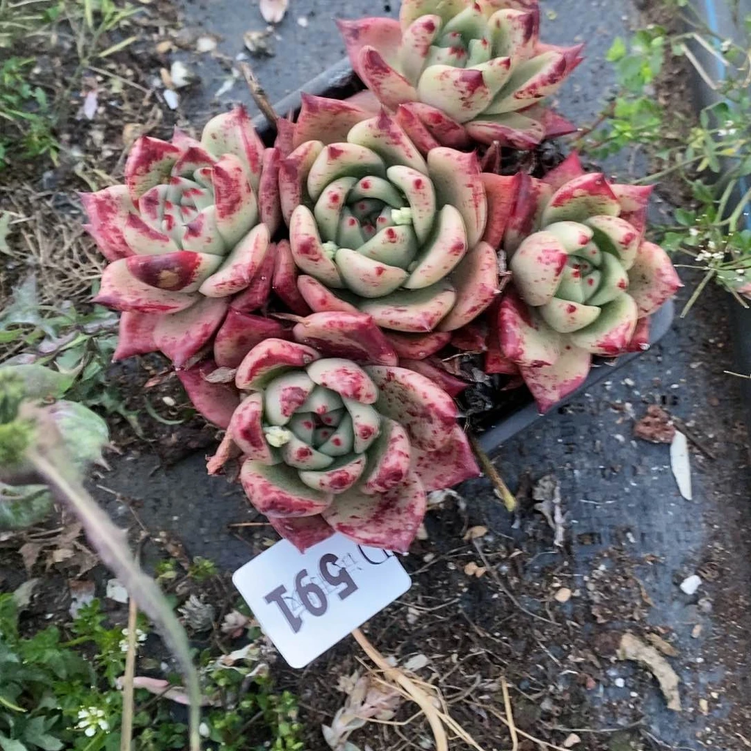 要****呀591红颜蜜语多肉植物