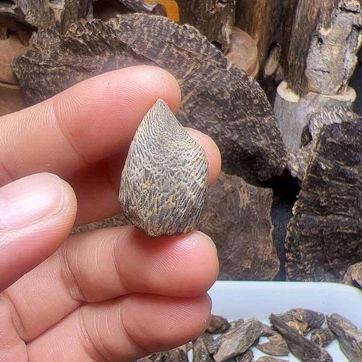 树脂制品学*天然树丁2.9克