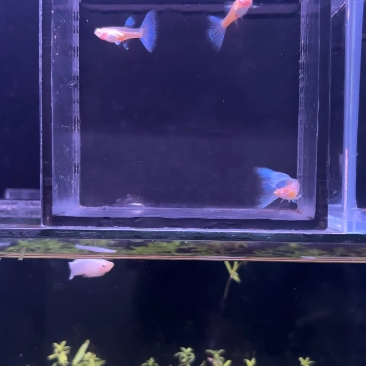 孔雀鱼蓝白鸥翼一公两母