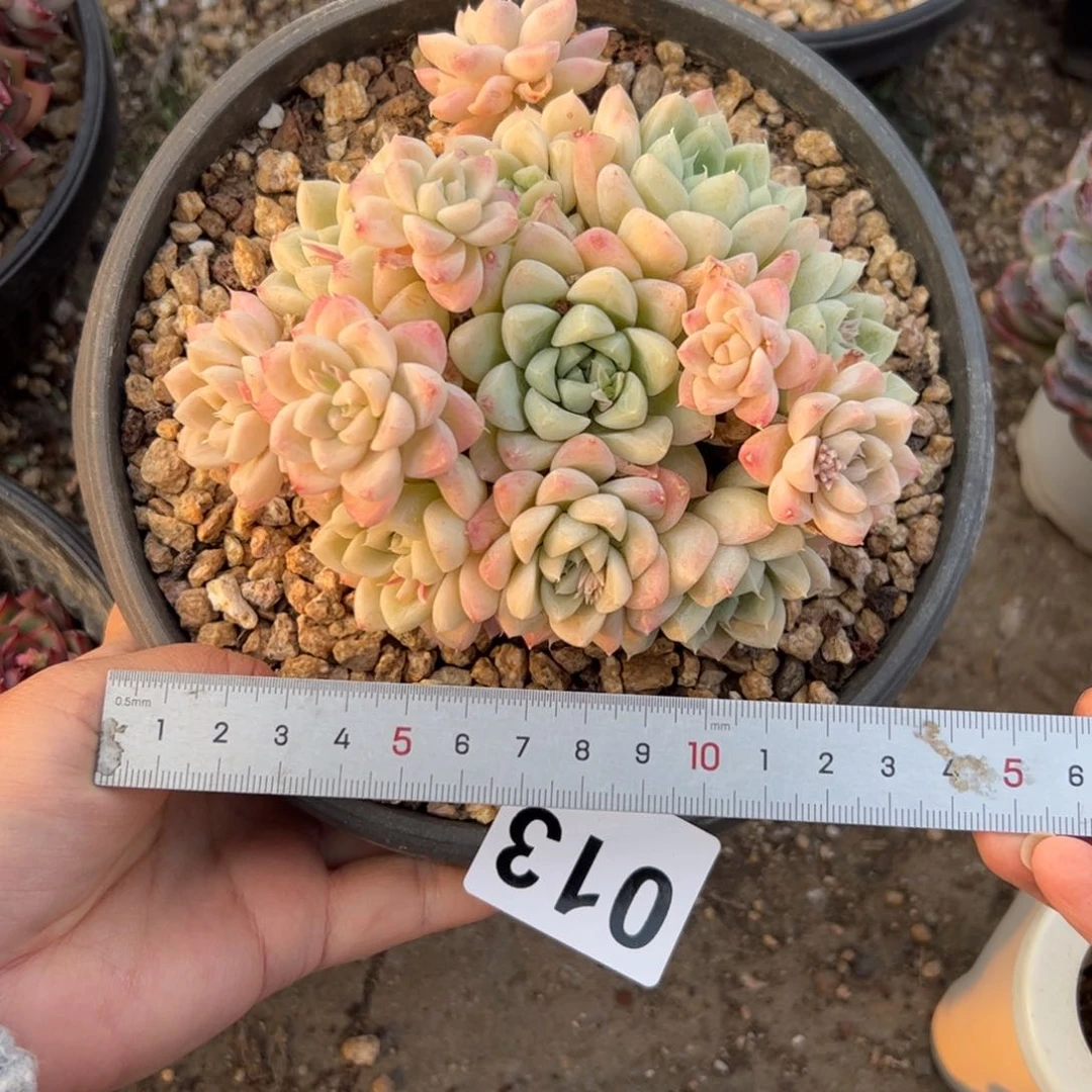 冥*013 多肉植物组合盆栽