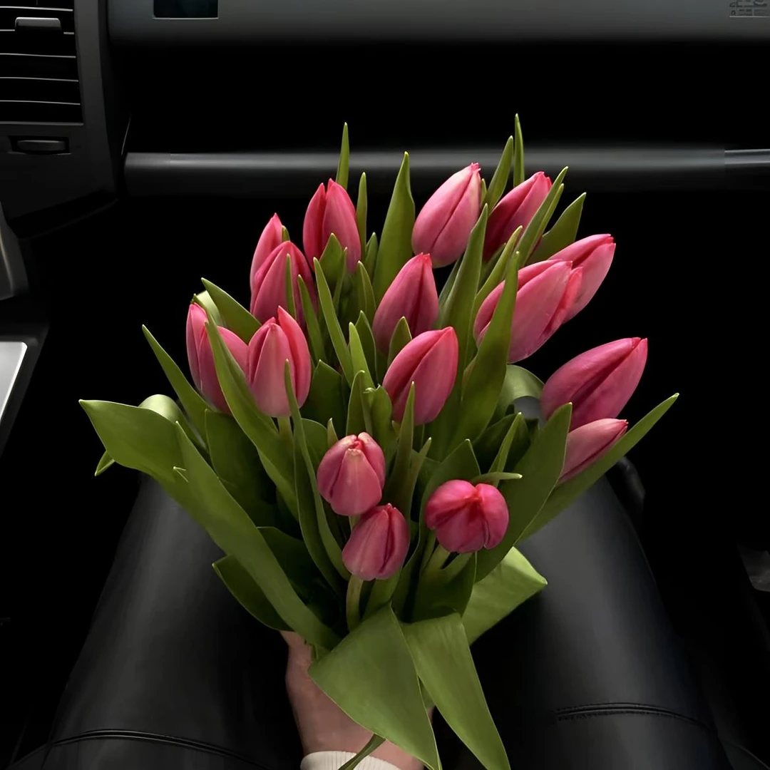 郁金香鲜花（新粉）东北基地新鲜采摘