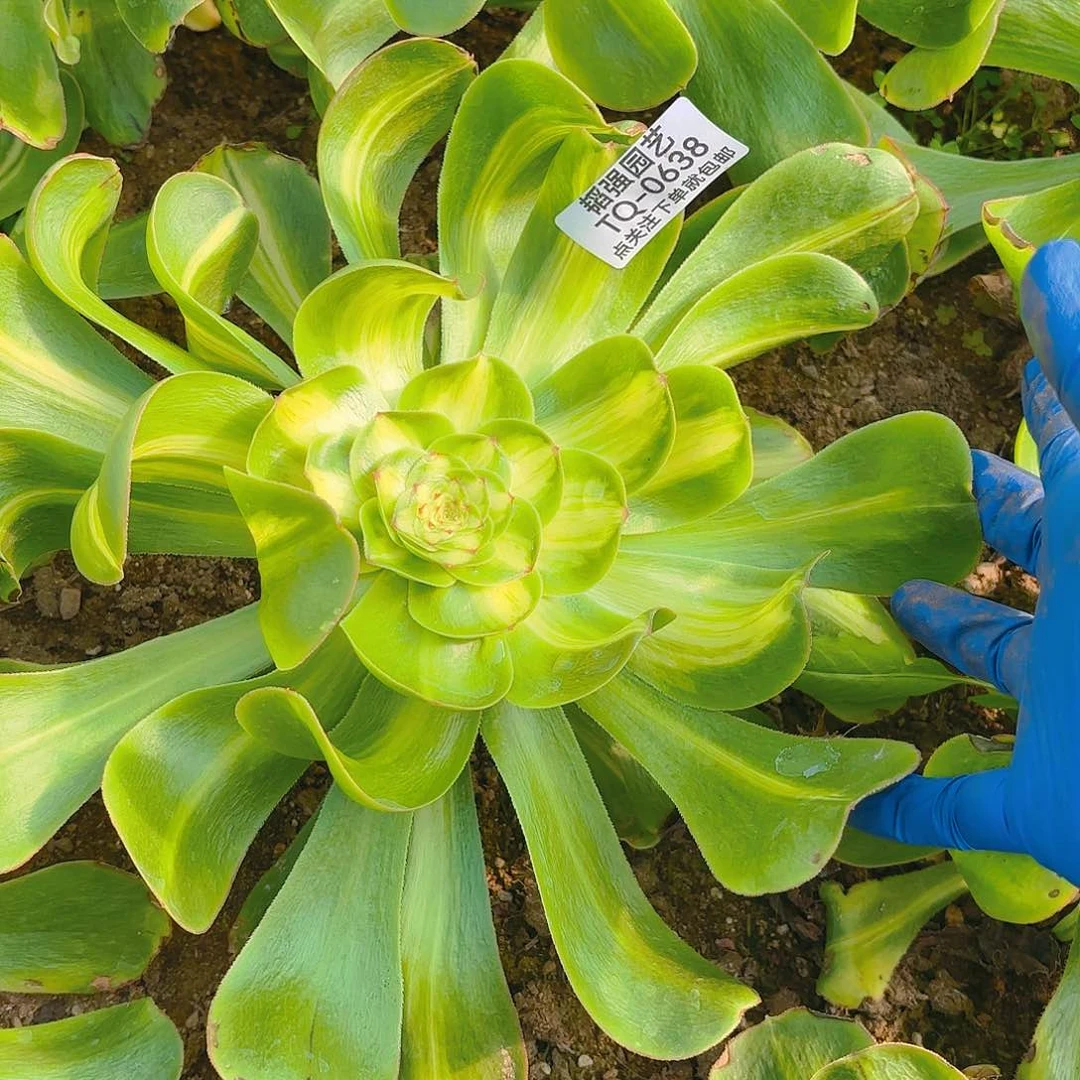 暴君多肉植物638