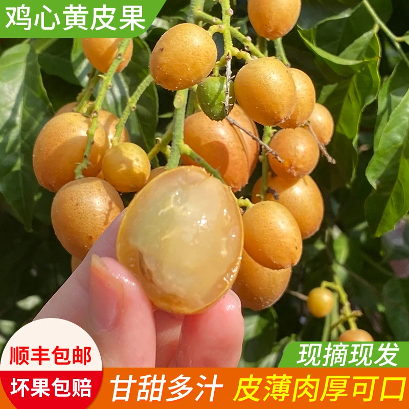 黄皮果鸡心黄皮酸甜多汁当季孕妇水果奶茶店必备包邮