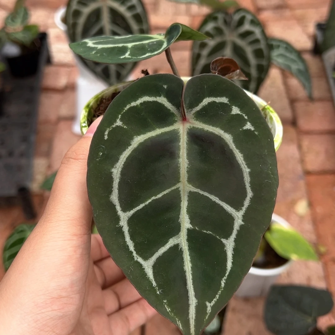不开花植物小紫 漏漏漏/