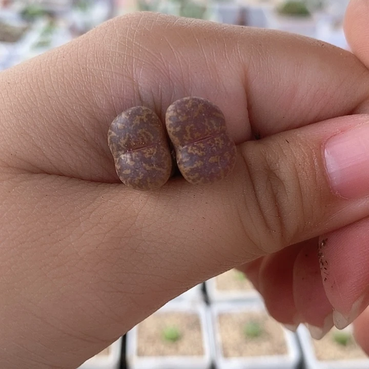 一物一朱雀双头母本