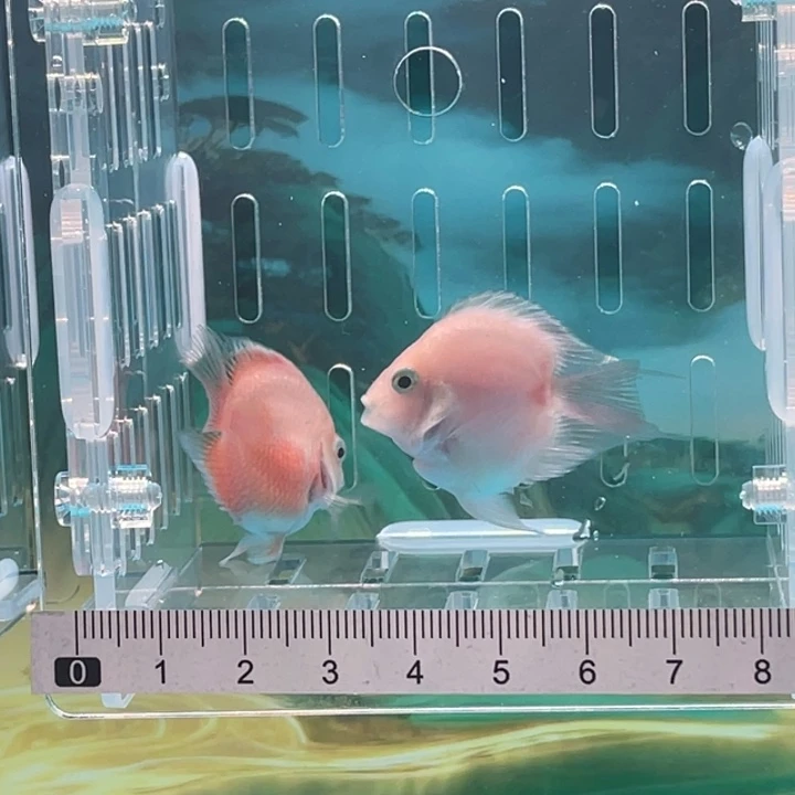 鹦鹉鱼胭脂粉一对6号单