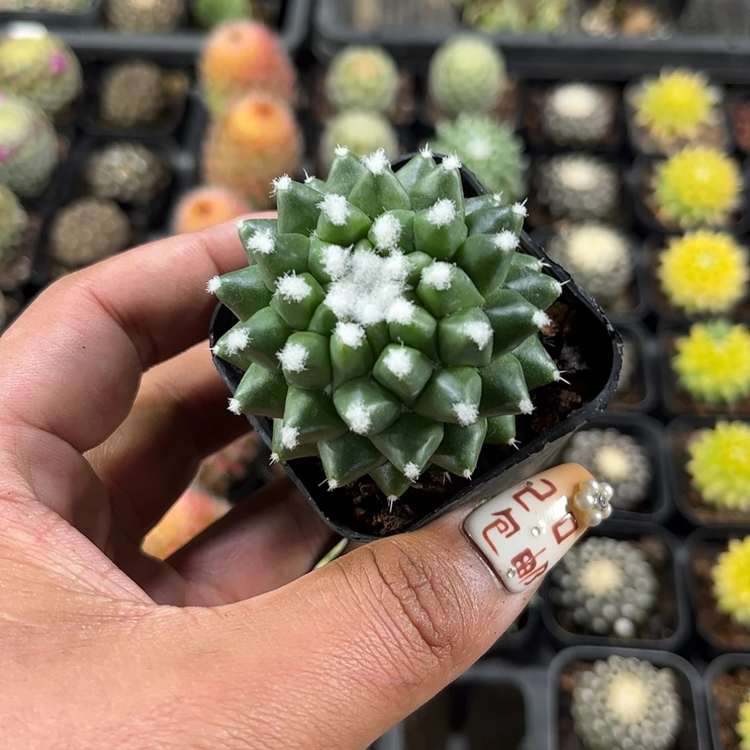 雪糕单头发货单头发货