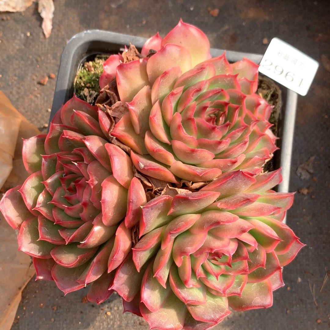 2961杂交多肉植物