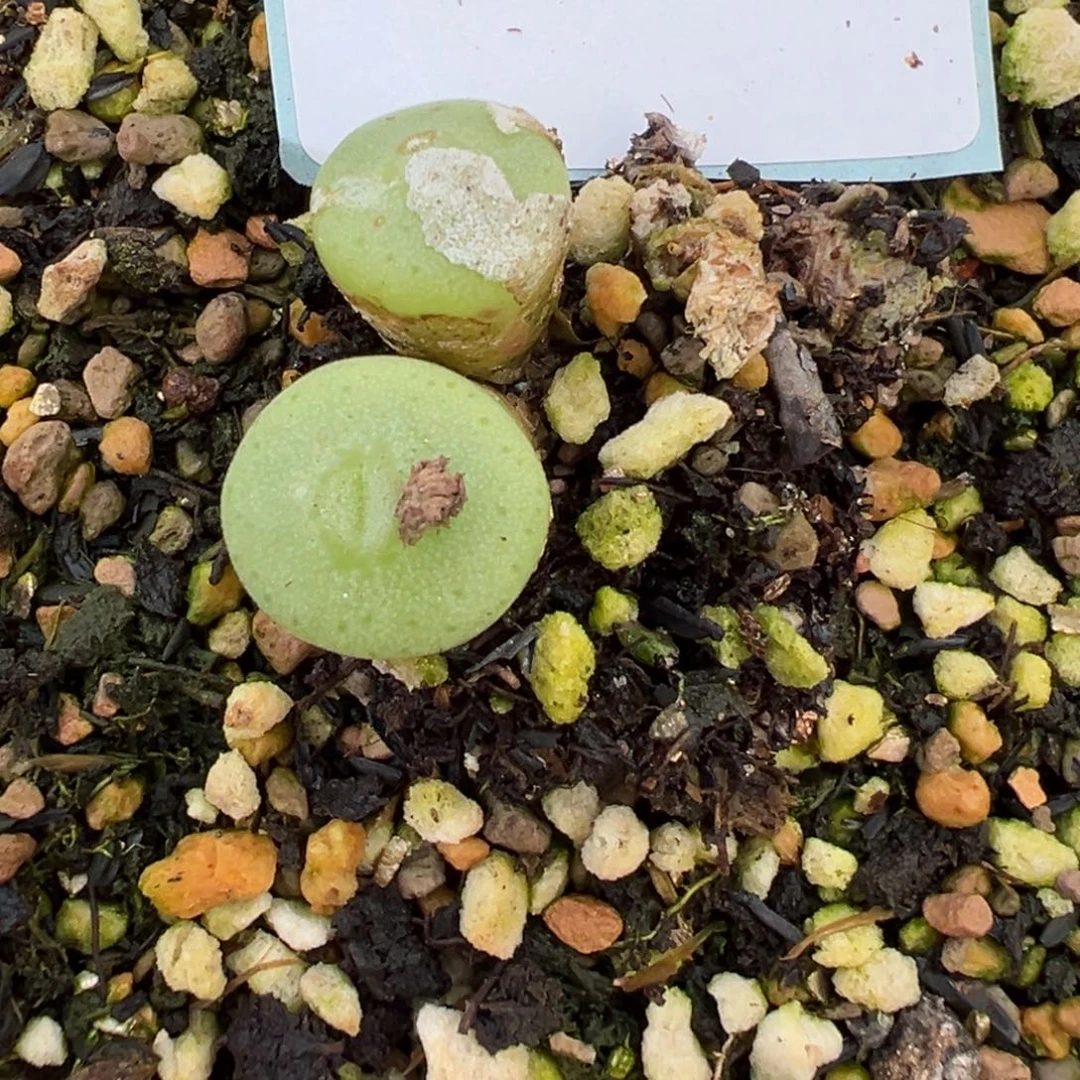 29-138毛纽扣多肉植物，