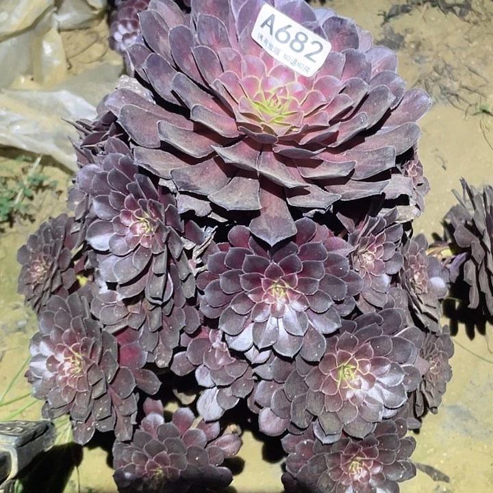多肉植物法师682黑铜壶中班
