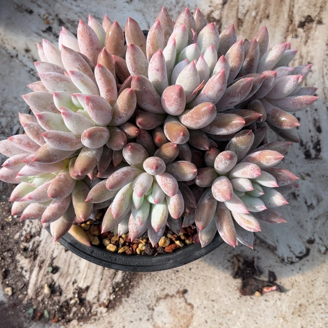 所罗门duduyenvnvnvnv