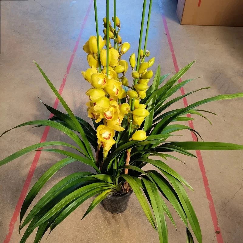 【竖兰】大花蕙兰兰花带花苞盆栽室内年宵花卉