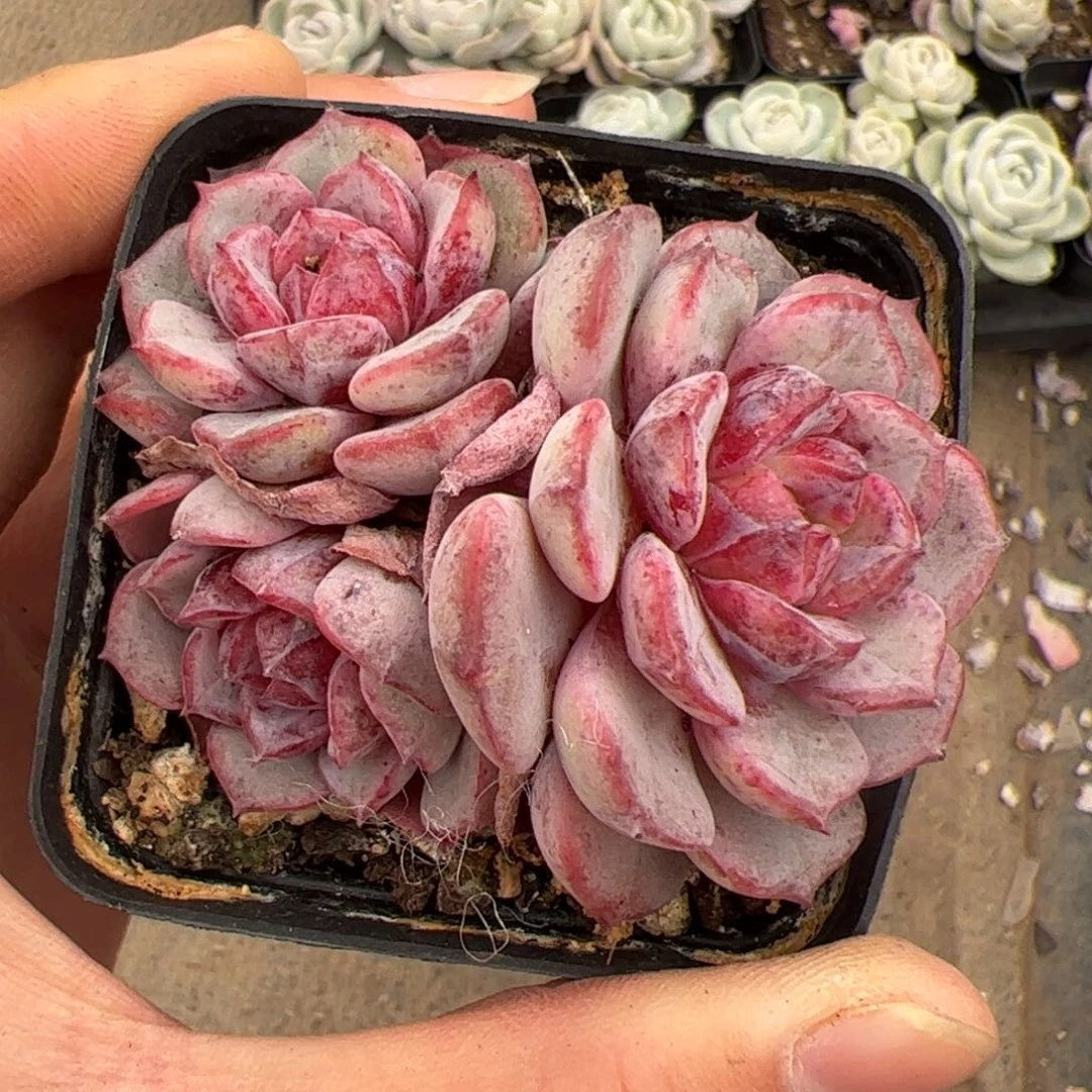 佳*玲711 多肉植物组合盆栽