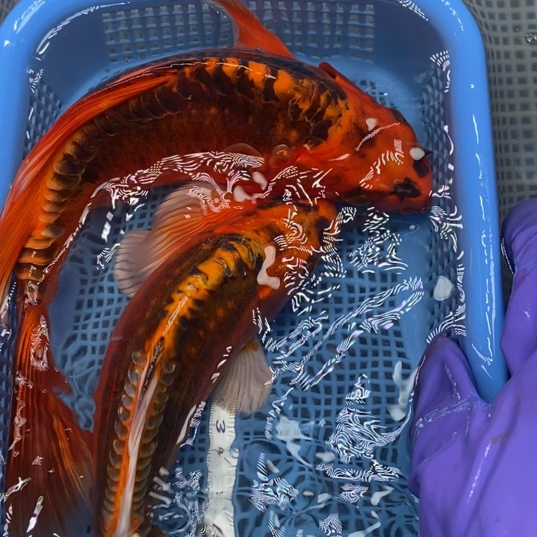 锦鲤冷水锦鲤包邮