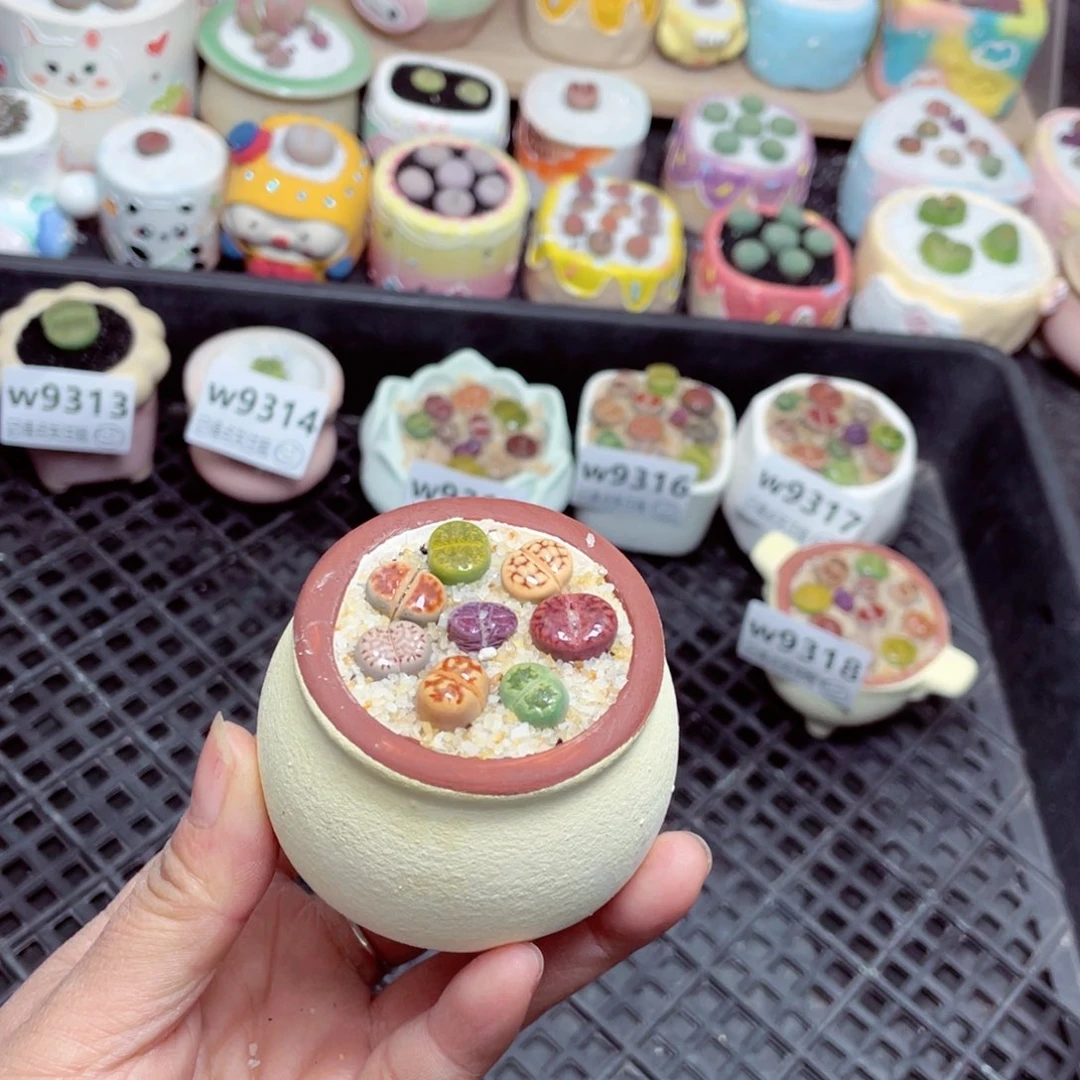 w9319 零下地区拍保温箱 -15支持寄养