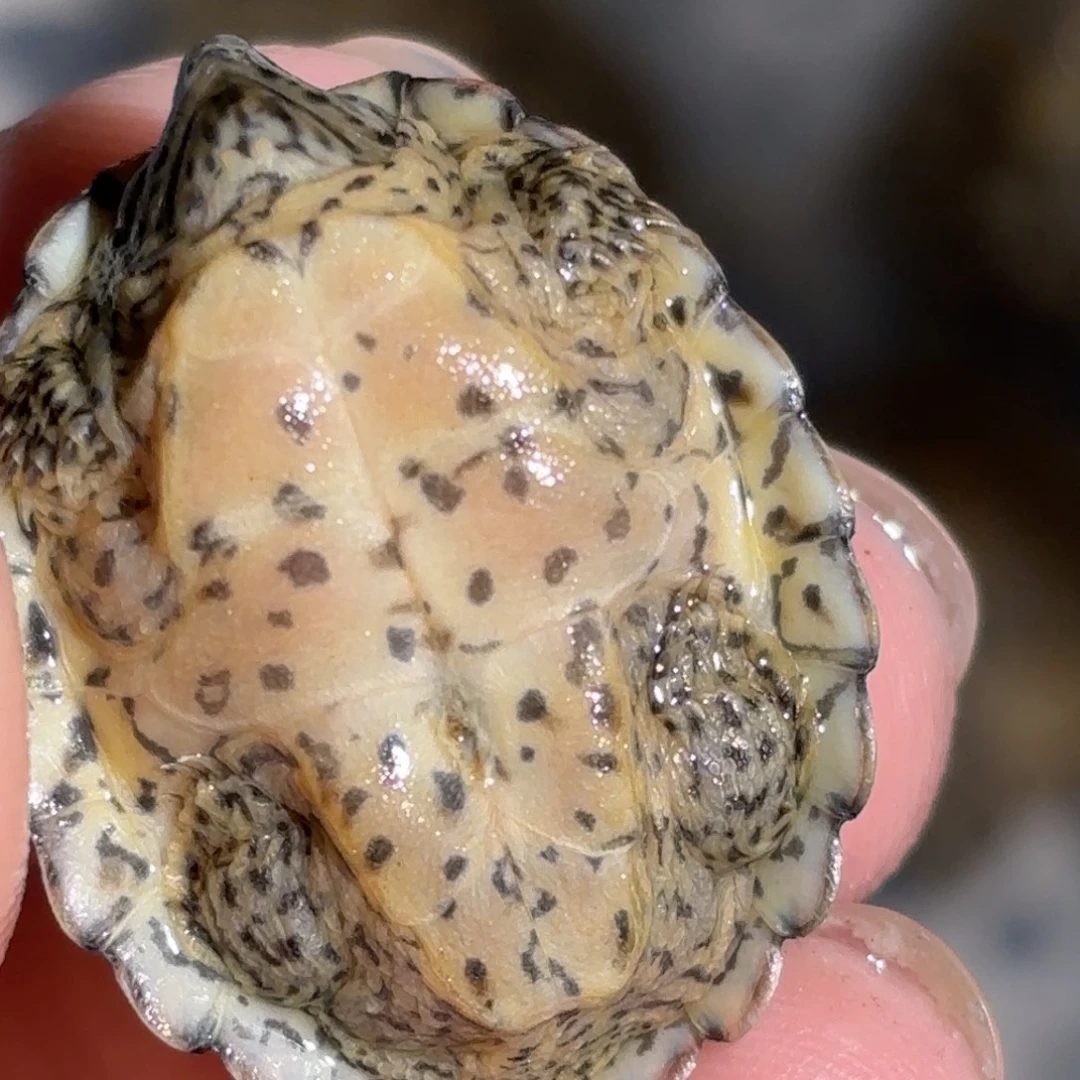 宠物龟不分公母全品鼎级双满文大粗纹黑刀