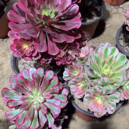 美杜莎9.9粉女巫9.9红铜白14号人9.9