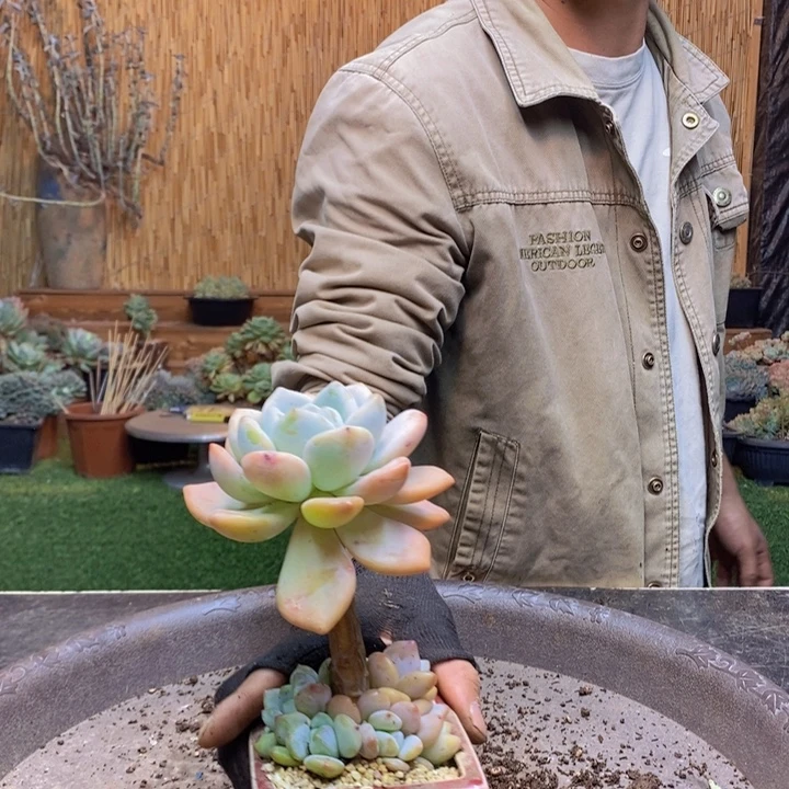 柔***子176号香凤多肉植物