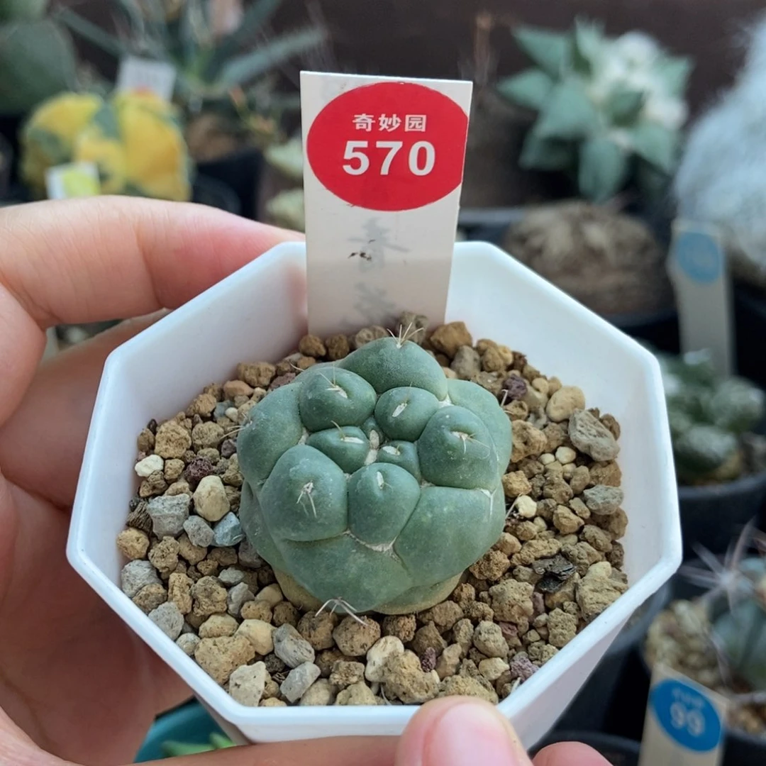 自根无刺象牙3.3cm一棵仙人球