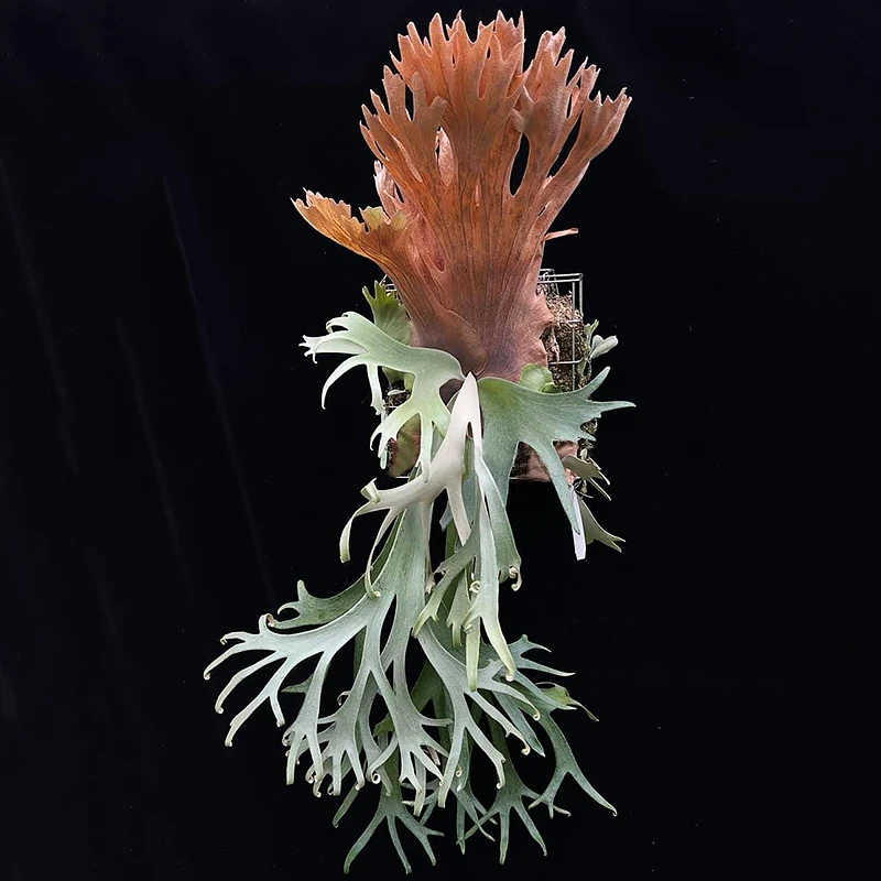 狮子座流星雨鹿角蕨孢子苗8cm盆径包邮