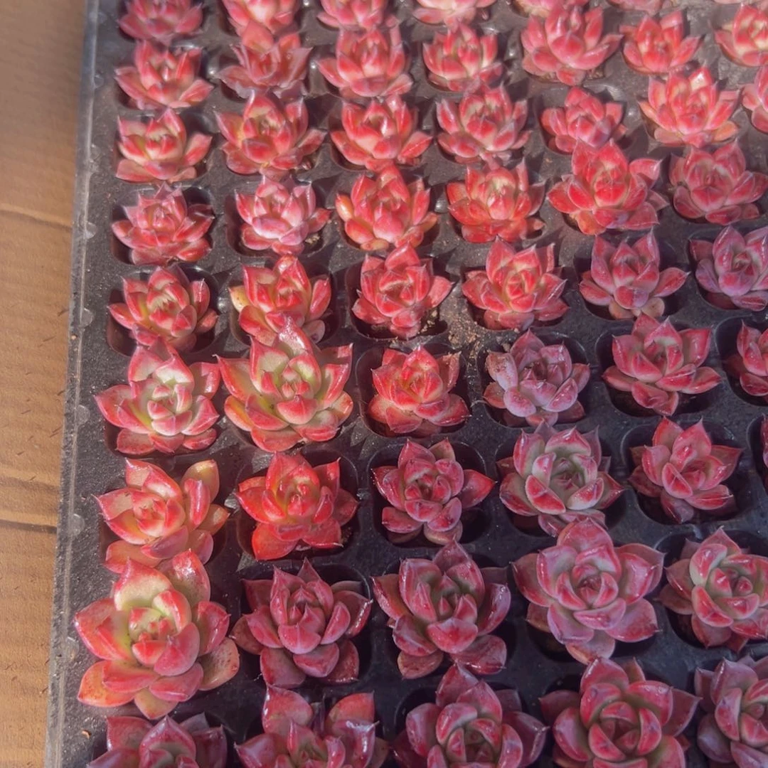 红檀一整盘105颗精品多肉