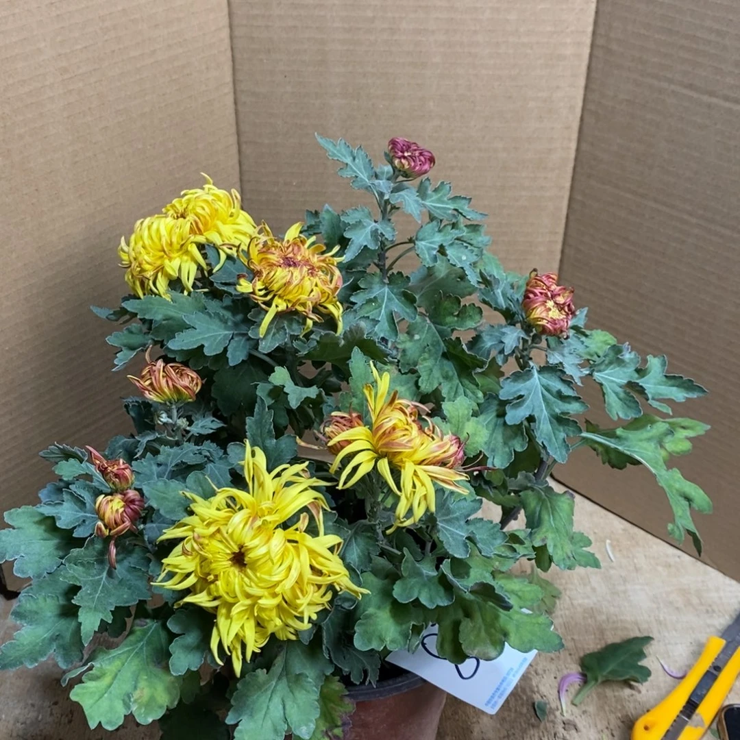 完全开放000000837