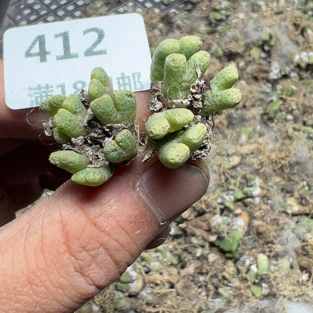 【闪购商品】 412。