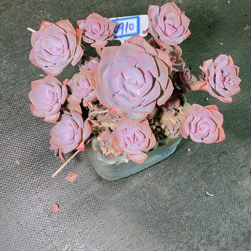 【闪购商品】星*谷0910