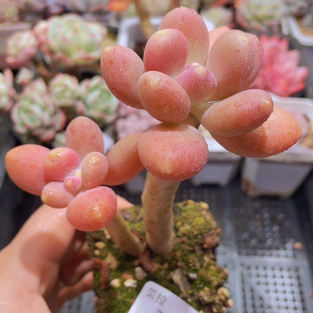 732 精品多肉一物一拍