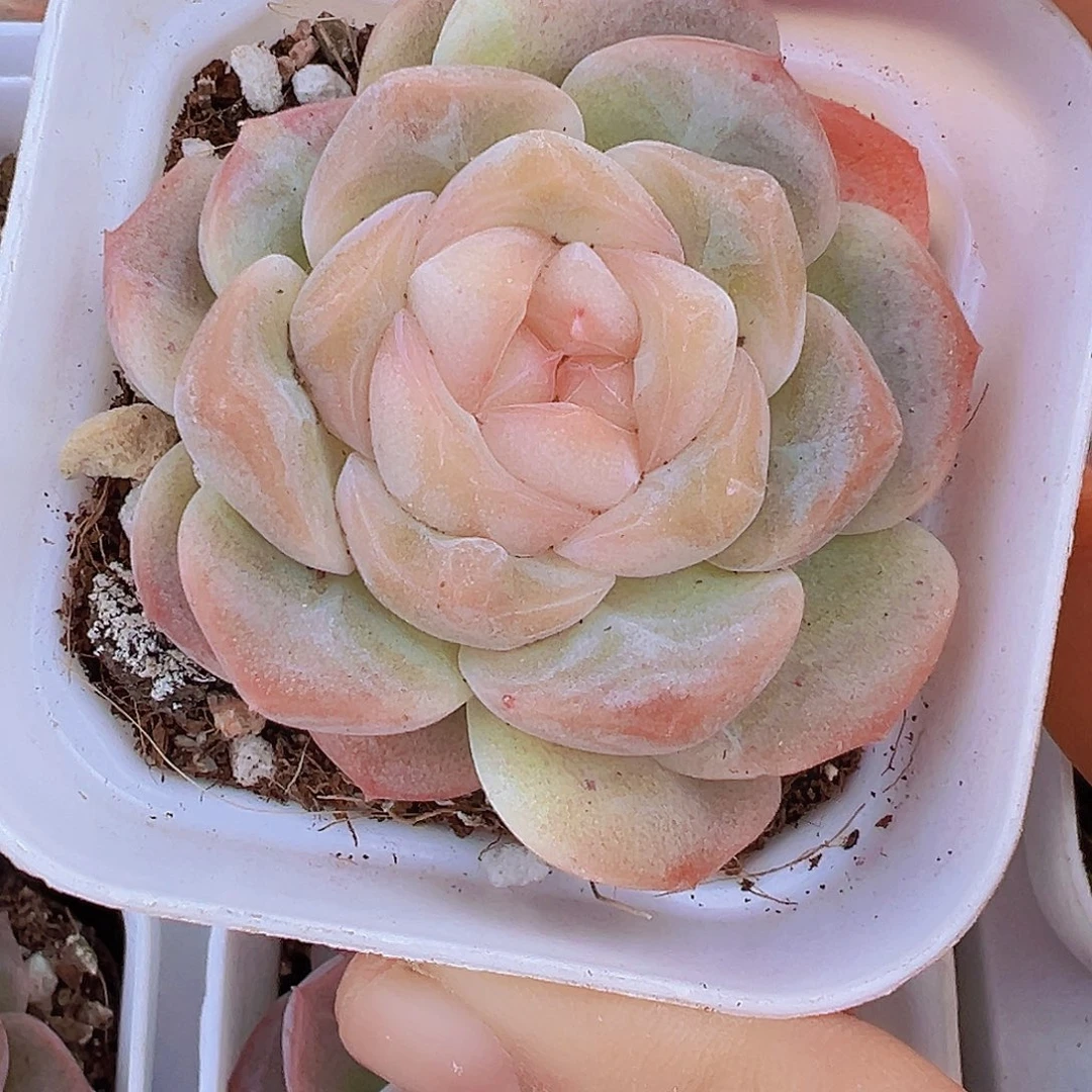 良辰19包邮多肉植物