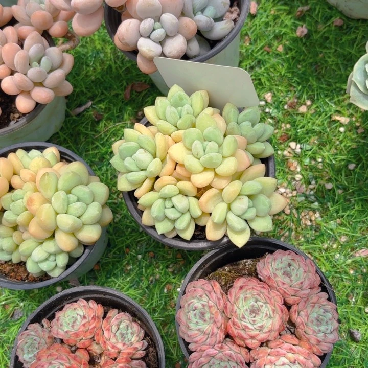 十***.无花朵我的小可爱们都好可爱