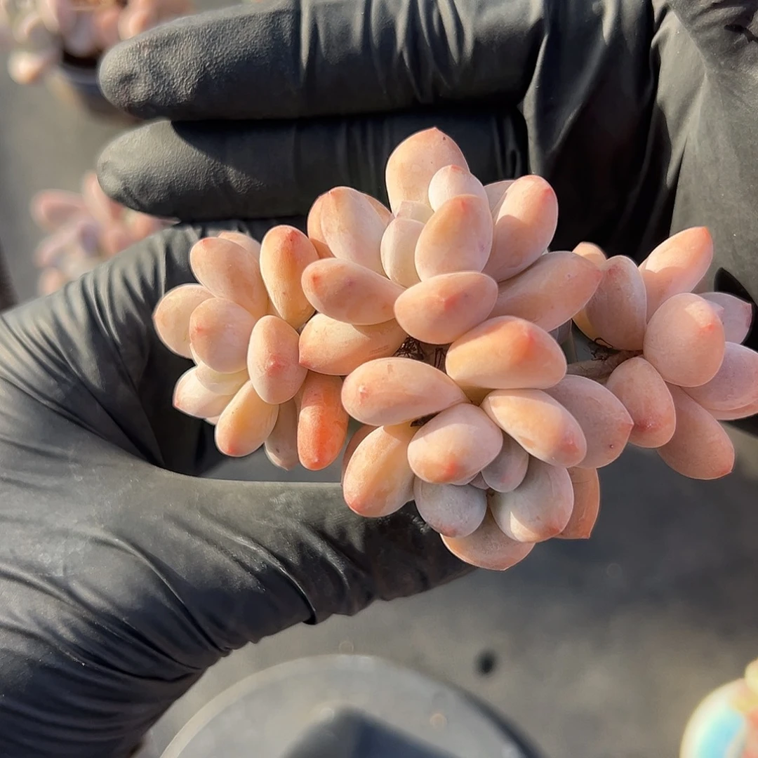 T***鹉1859四头香水带盆