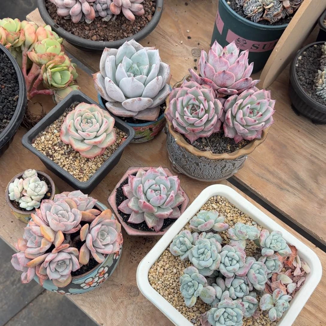 恭喜发财 恭喜发财