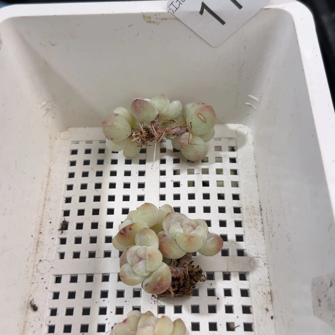 113号到手一框江北多肉
